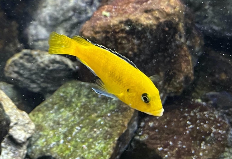 Labidochromis caeruleus 'Mbowe Island'